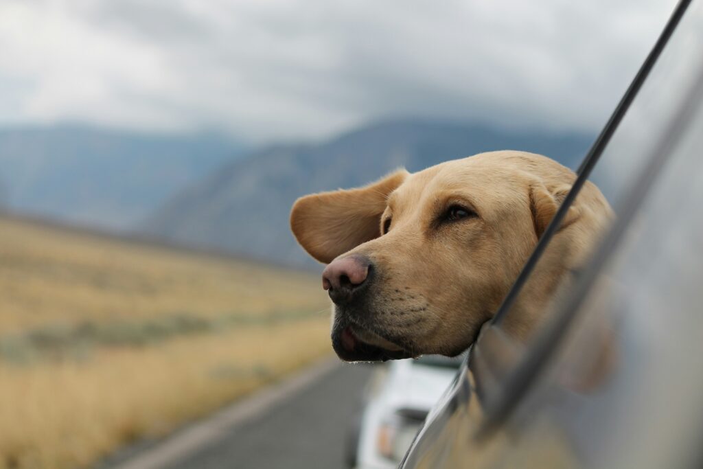 SUVs-for-dog-owners